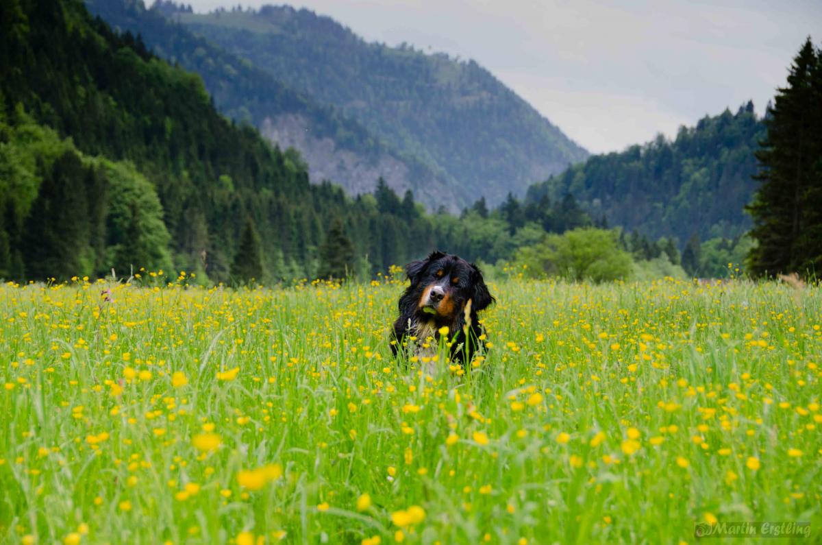 Wo ist der Hund?