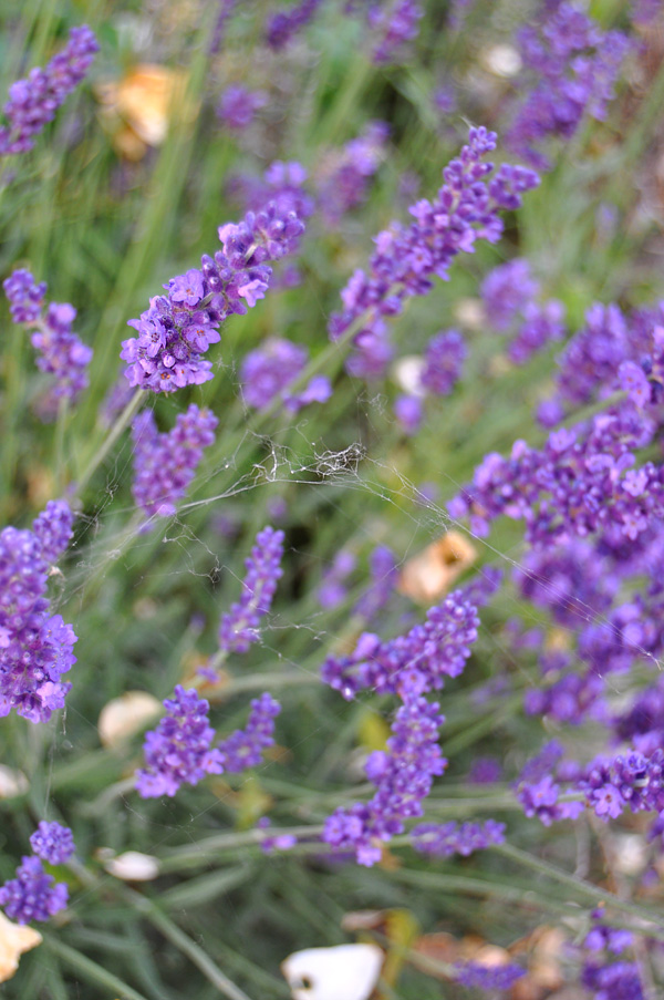 wo ist die Spinne?