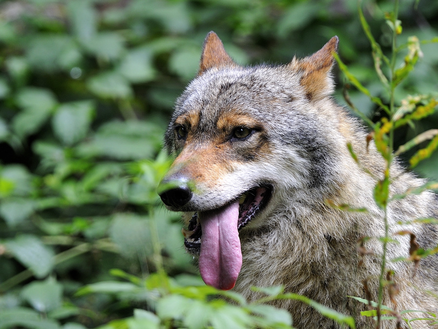 wolf 01