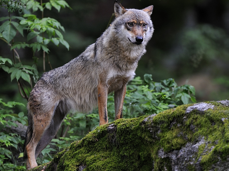 wolf 02