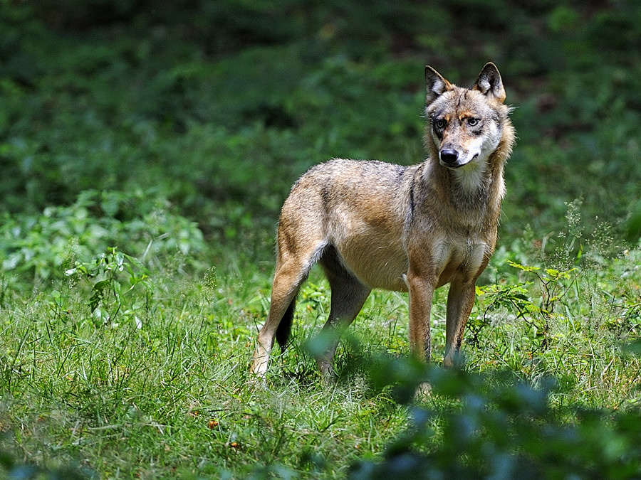 wolf 03