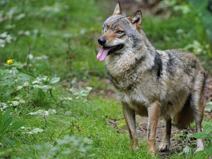 wolf 04