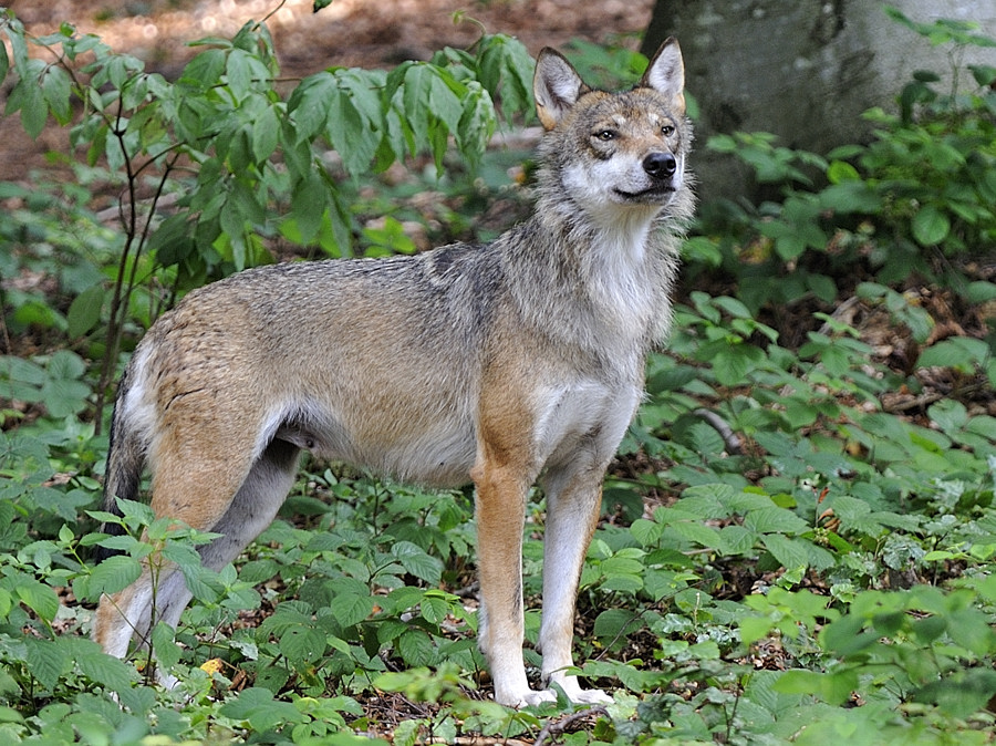 wolf 05