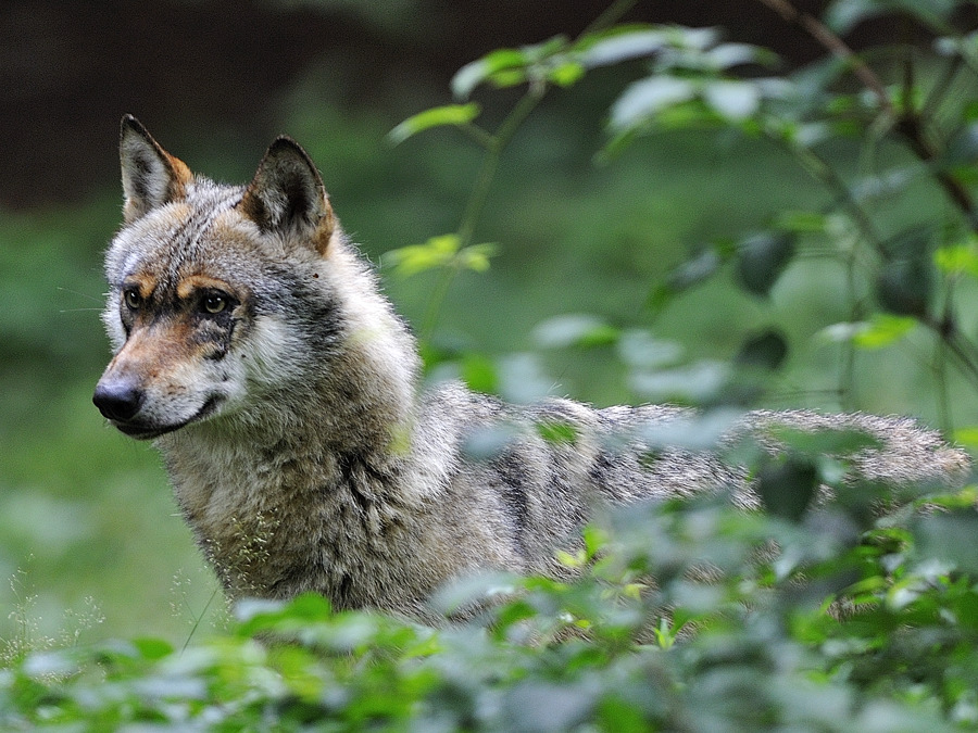 wolf 06