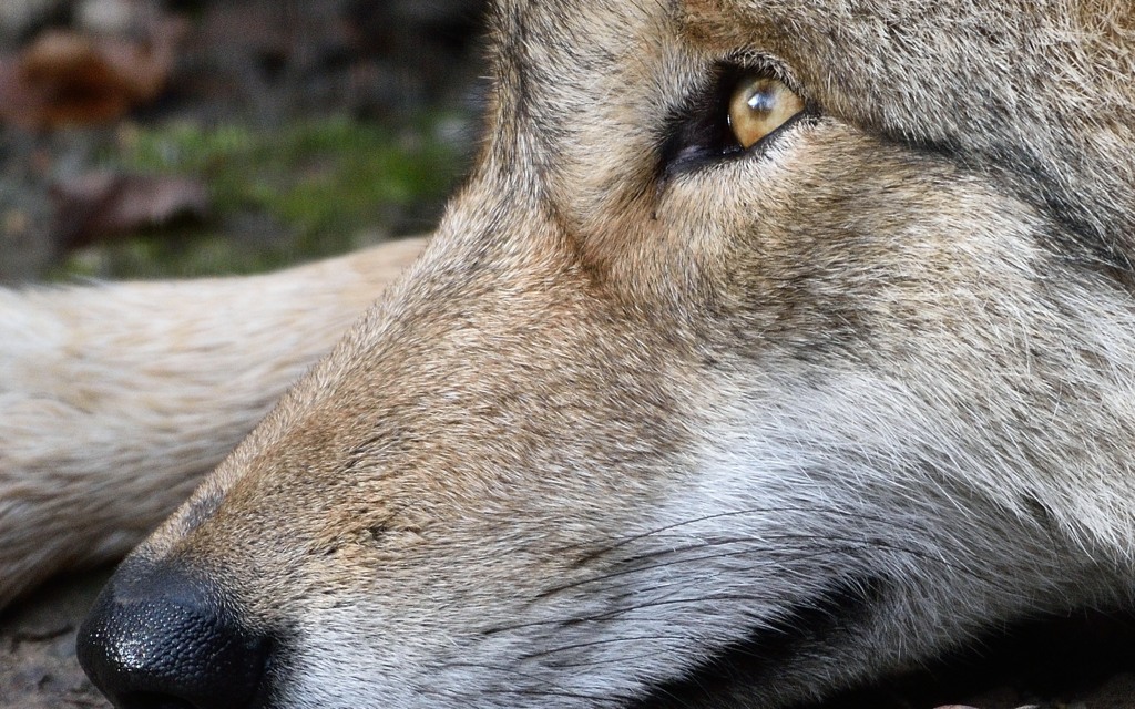 Wolf 122015 2 100%