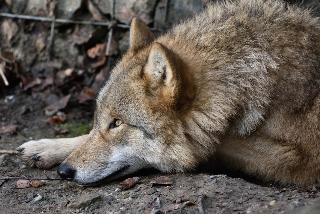 Wolf 122015 2