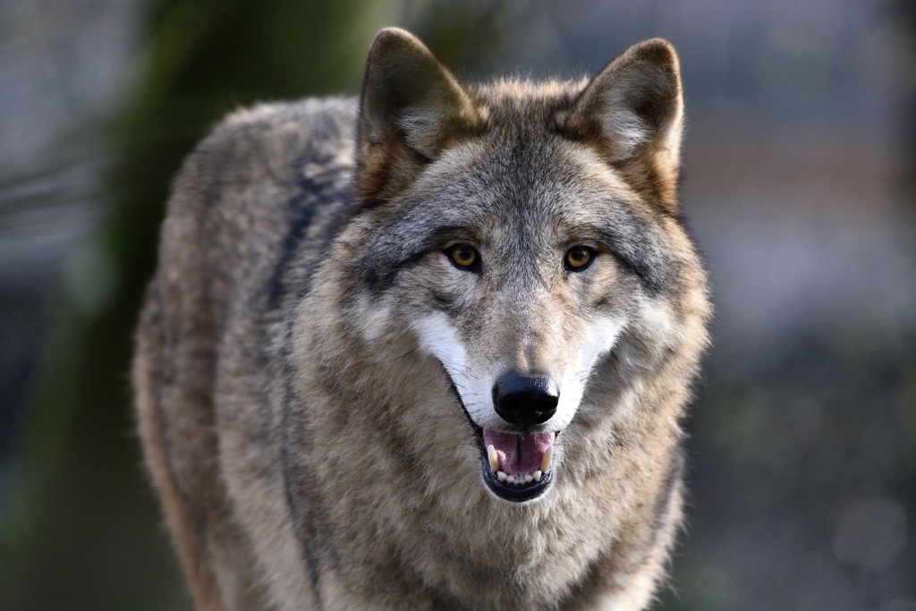 Wolf 122015 3