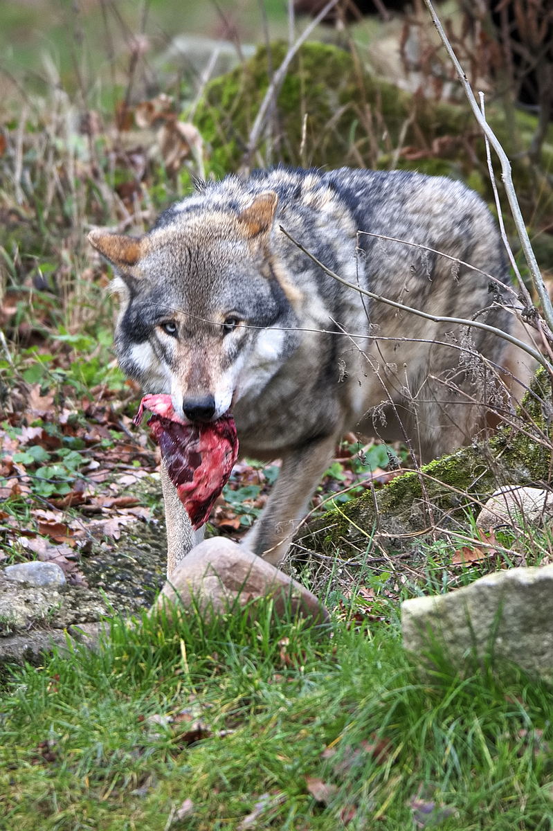 Wolf 3