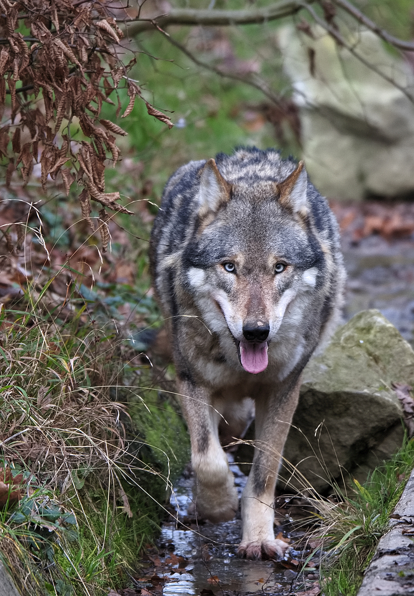 Wolf 4