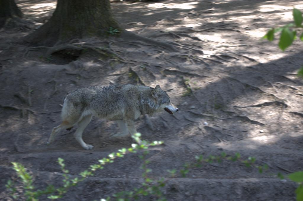 Wolf beim vorbei gehen