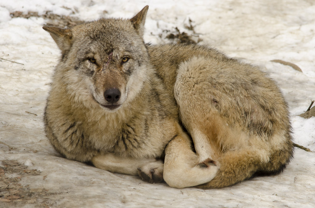 Wolf im Tierpark Langnau am Albis