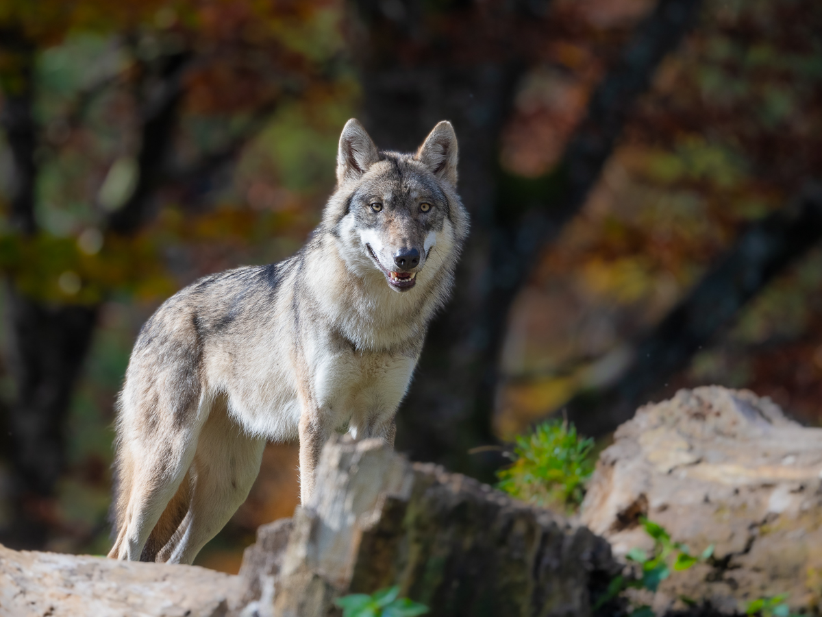Wolf.jpg