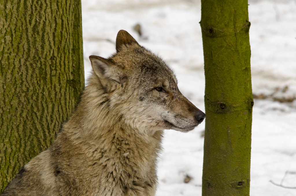 Wolf Nummer 2