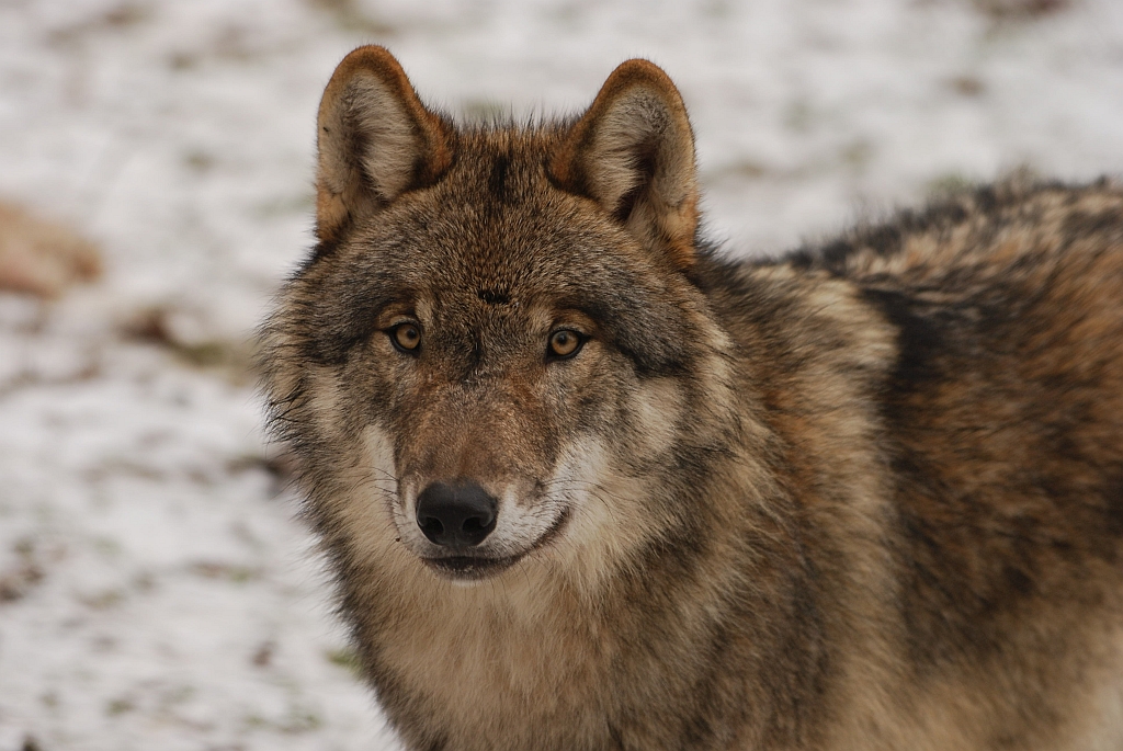 Wolf Sababurg.jpg