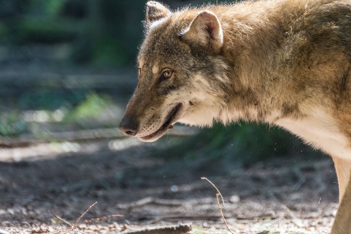 wolf seitlich