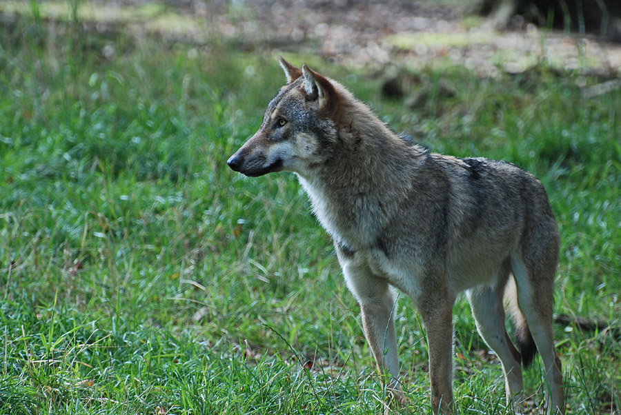 wolf solling