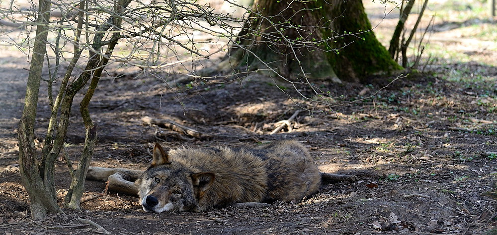Wolf tarnung01