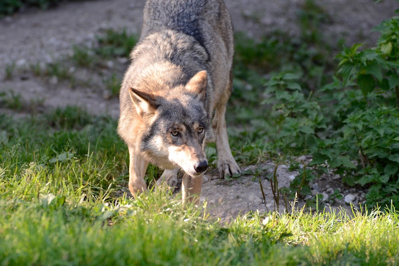 Wolf (Tierpark Hellabrunn)
Nikon D5100 | Tamron SP AF 70-200/2.8 Di LD
ISO 1000 | 190mm | f/3,5 | 1/1250
JPEG out of cam (nur Beschnitt)