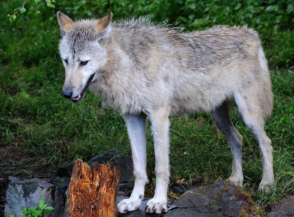 Wolf Zoo Hannover