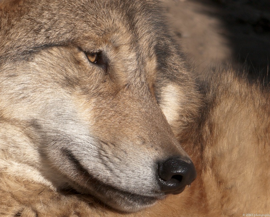 Wolf - Zoo Zürich