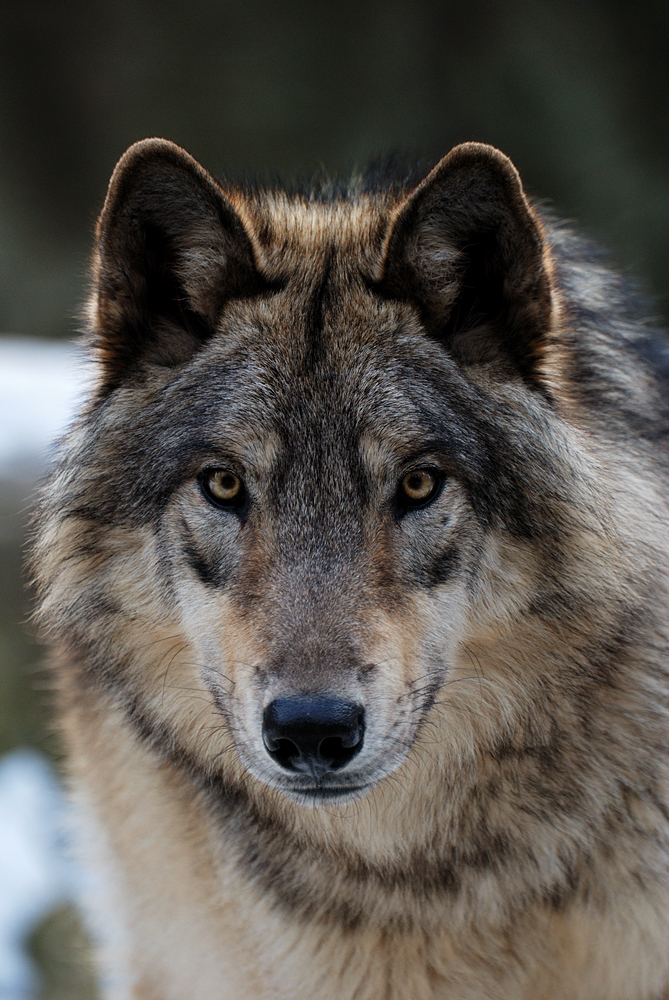 Wolf