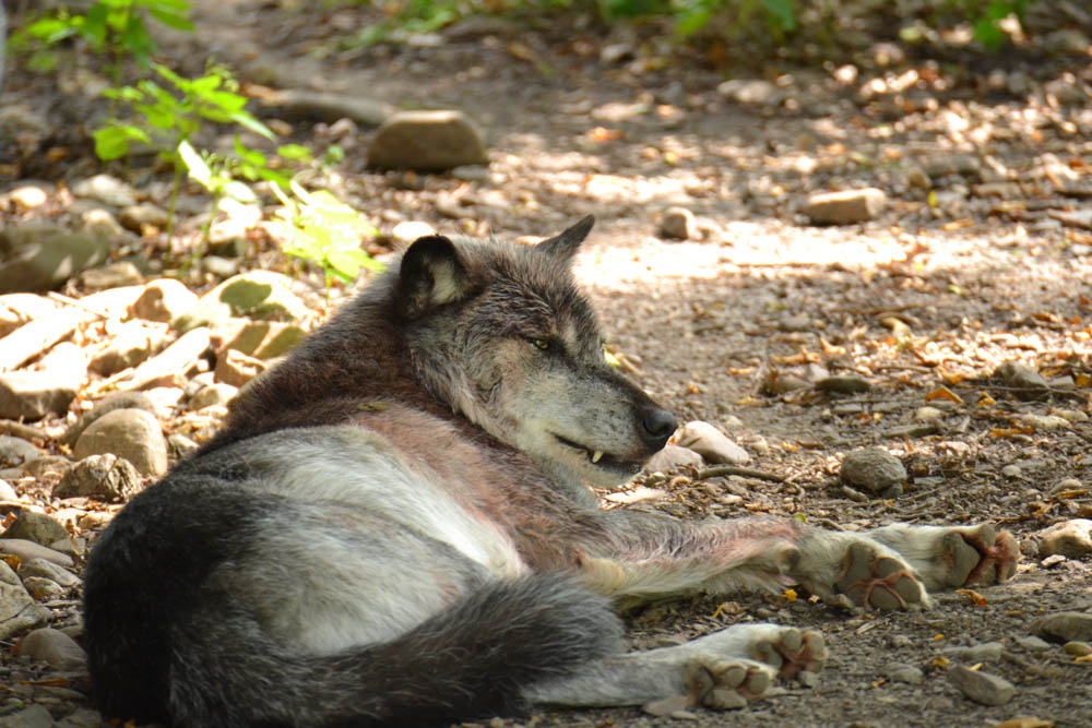 Wolf