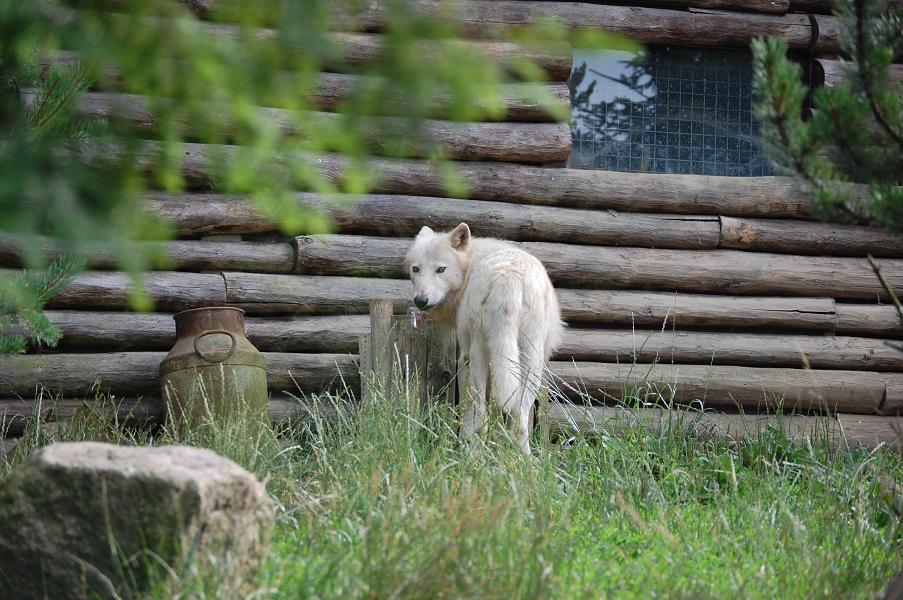 wolf