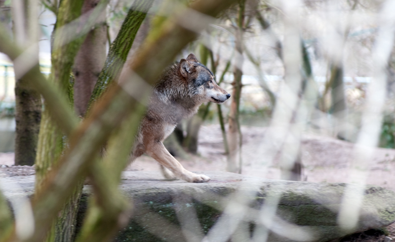 Wolf