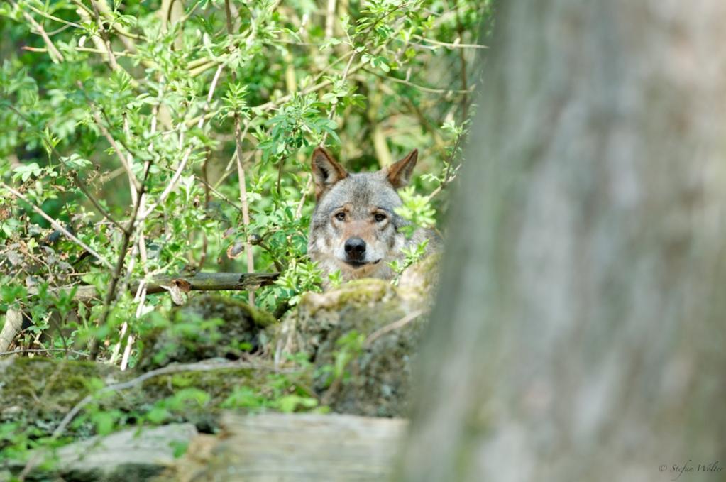 Wolf