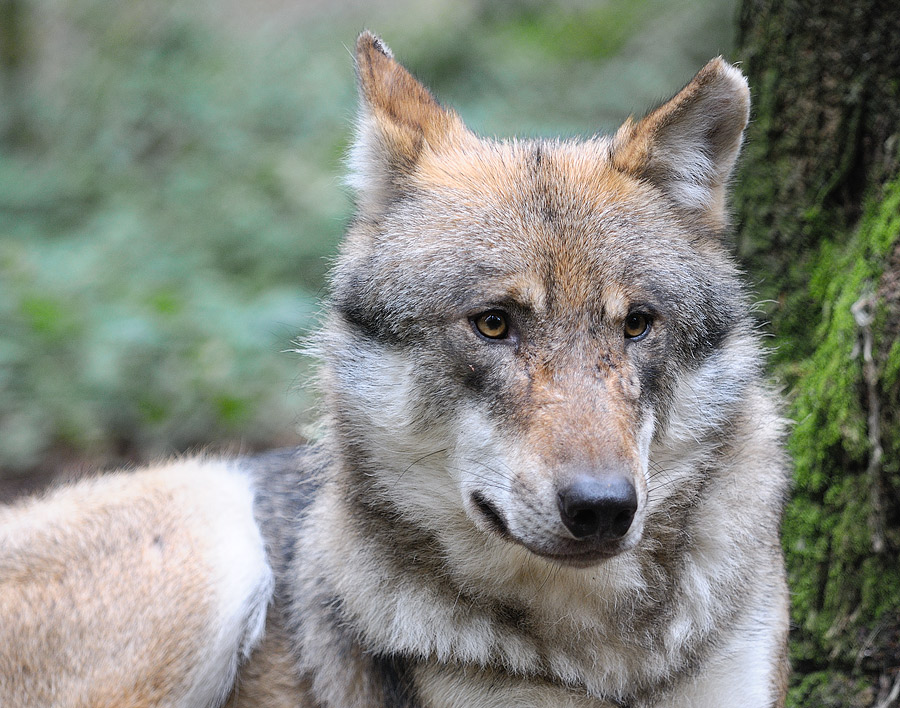 Wolf