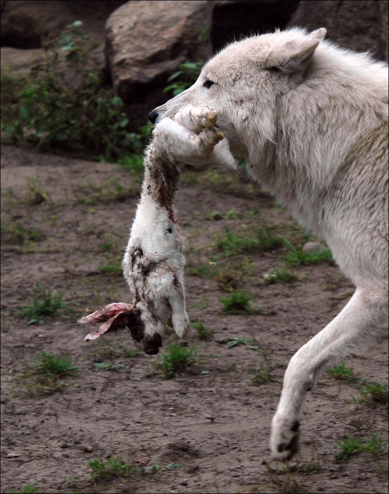 wolf1