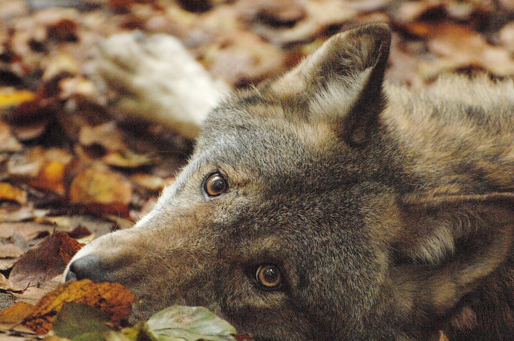 wolf1