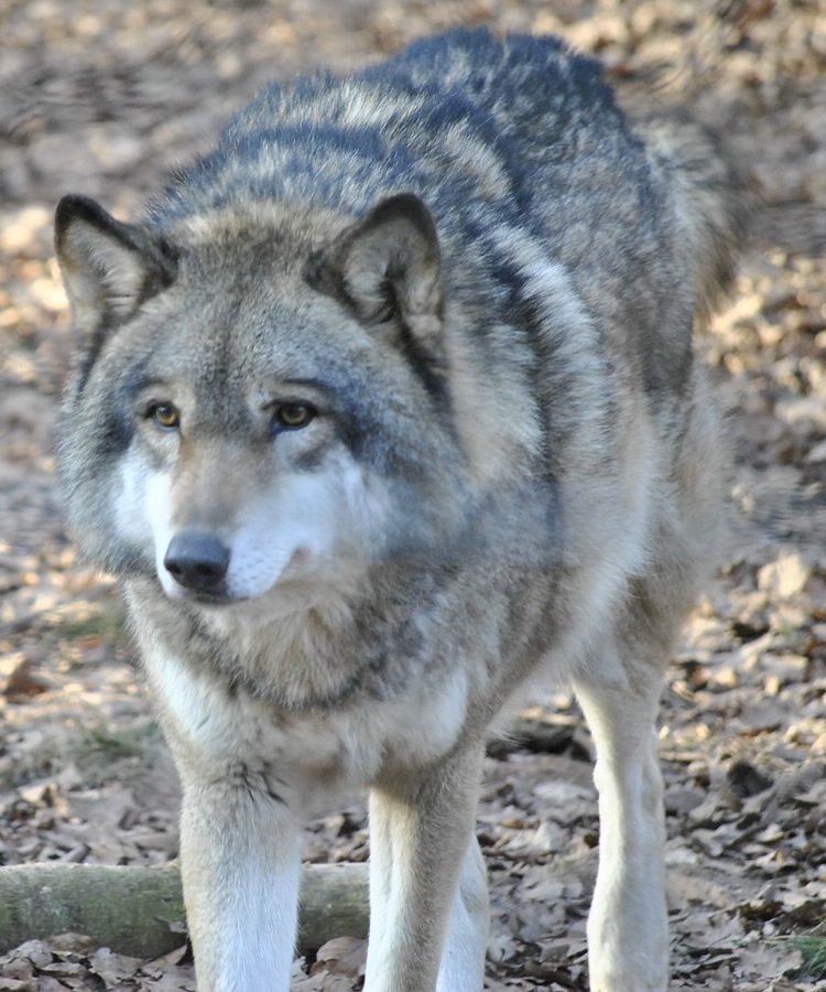 wolf2