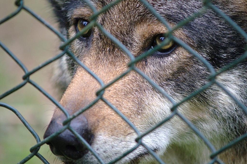 wolf2