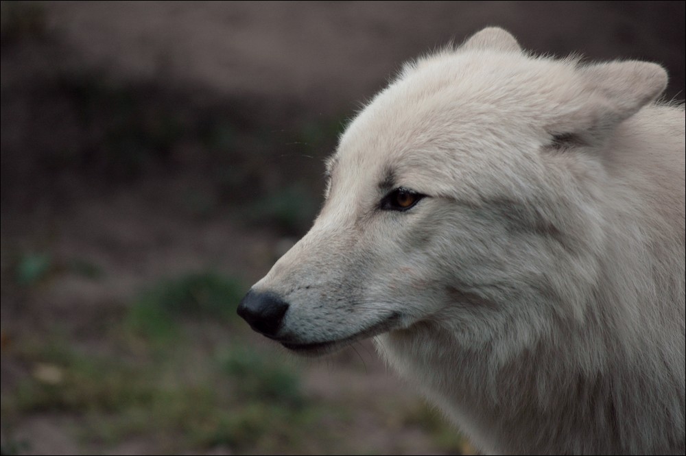 wolf5