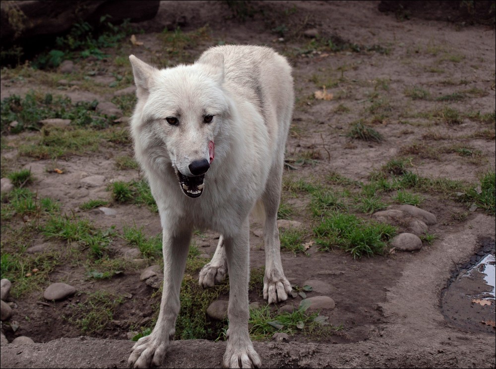wolf6