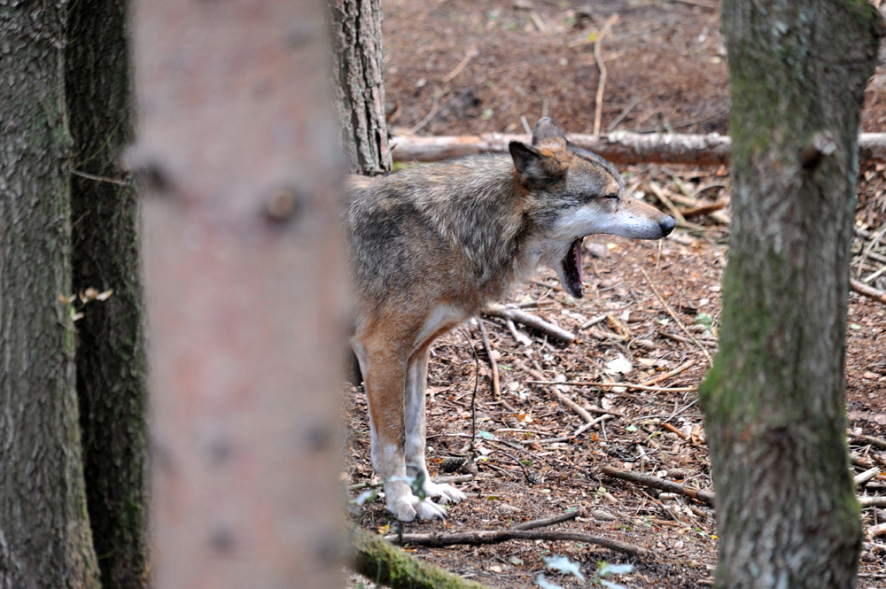 Wolfcenter Barme.jpg