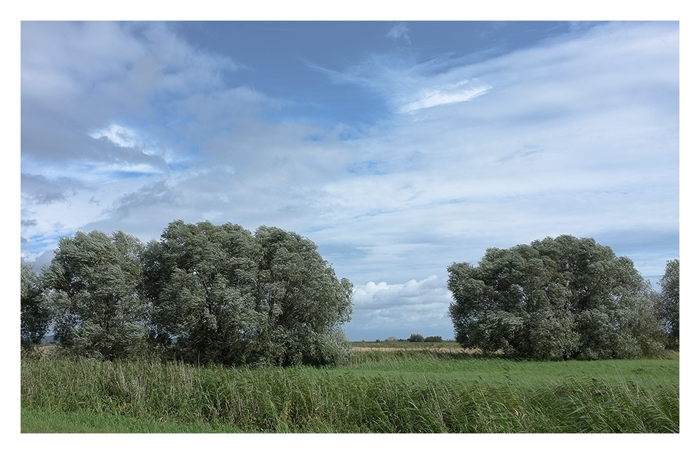 wolin 2011 1