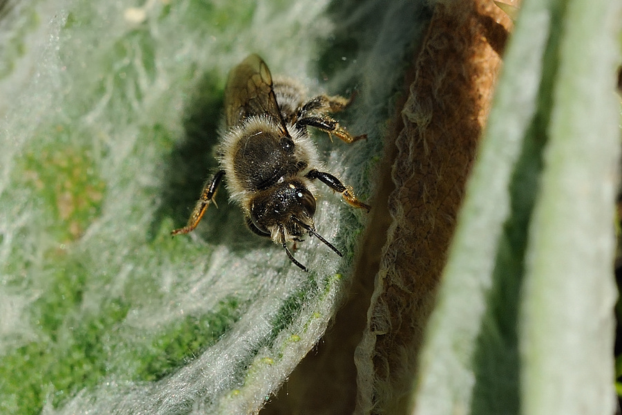 Wollbiene Anthidium montanum 1