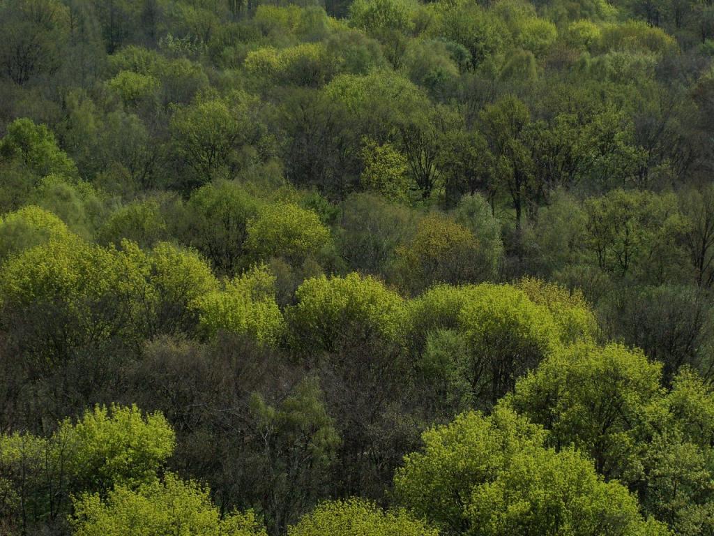 wood