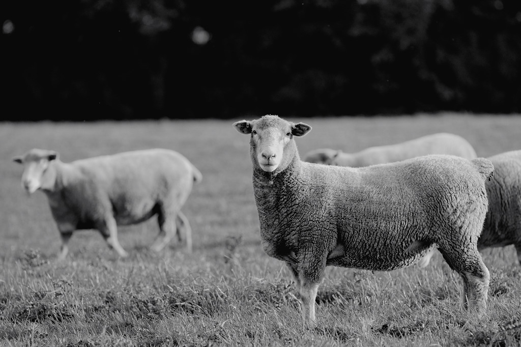 Wootton Courtenay (Somerset)