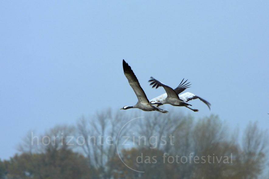 Workshop

Kraniche

Referent: Markus Botzek, Gesellschaft Deutscher Tierfotografen, GDT e.V.

Die Kranichrast im Herbst zieht Naturliebhaber in ihren 