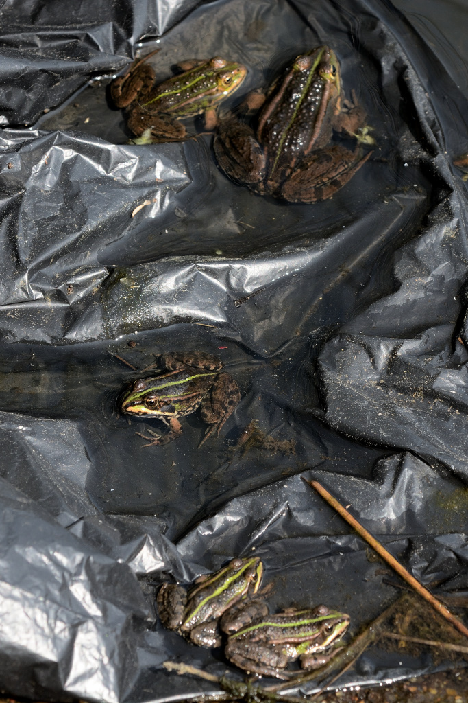 Wunderbare Froschvermehrung