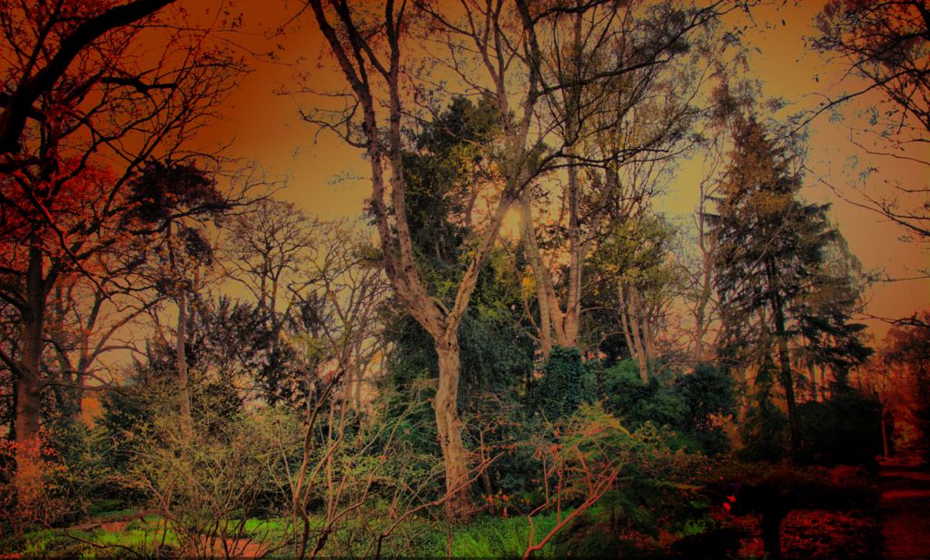 wunderwald 1024x617