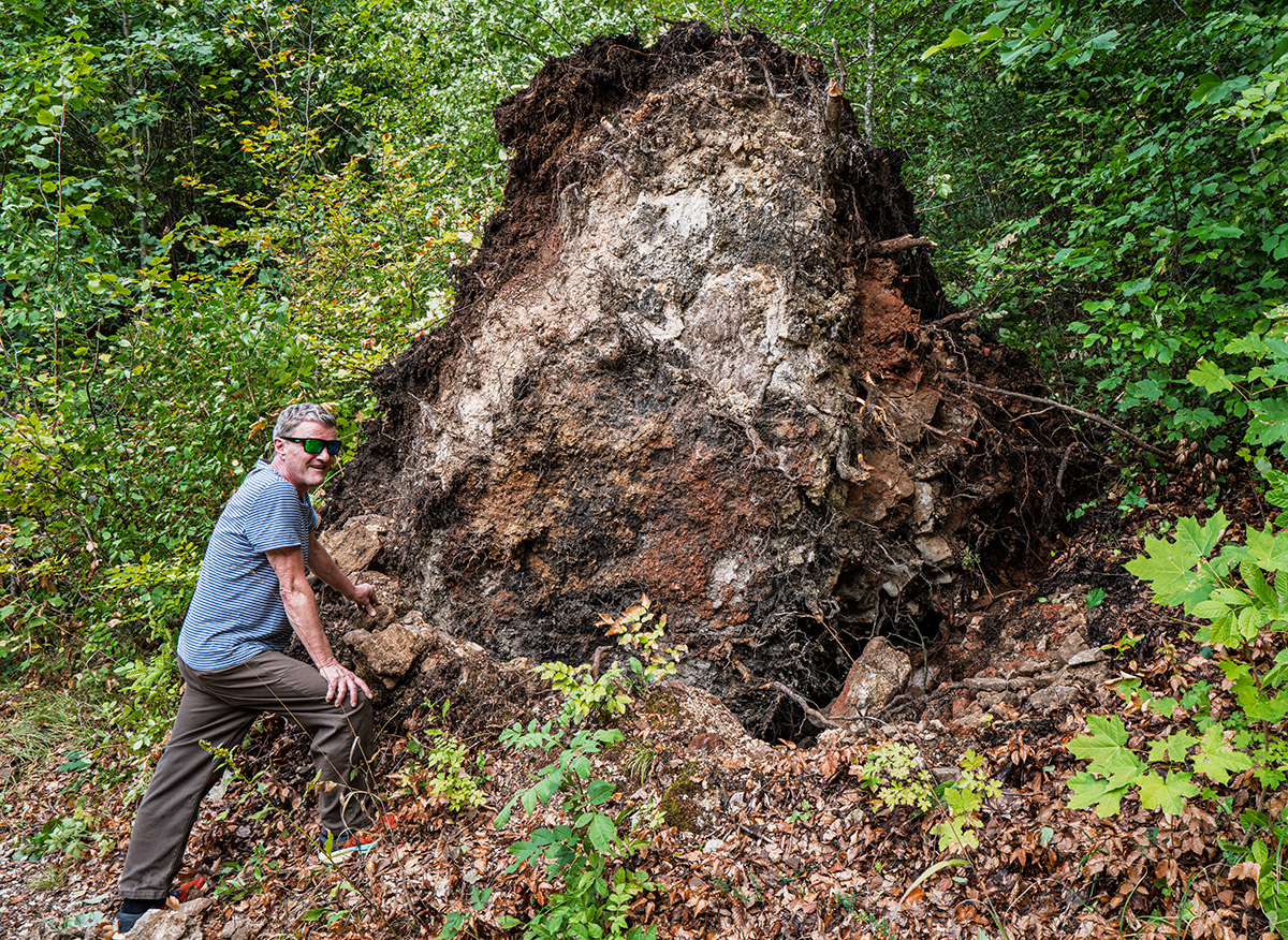 Wurzel.jpg