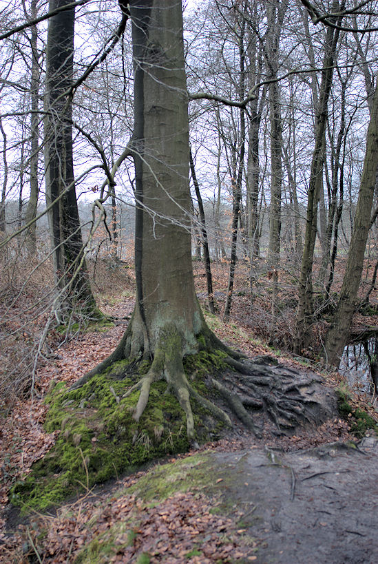 Wurzel