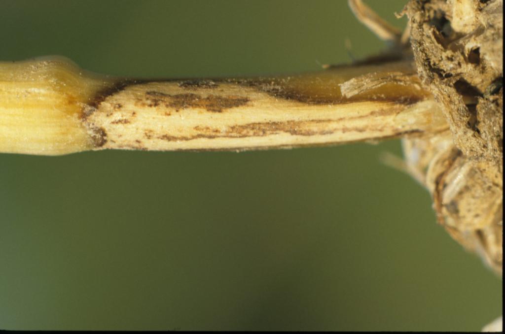 WW Rhizoctonia 1995   02 k