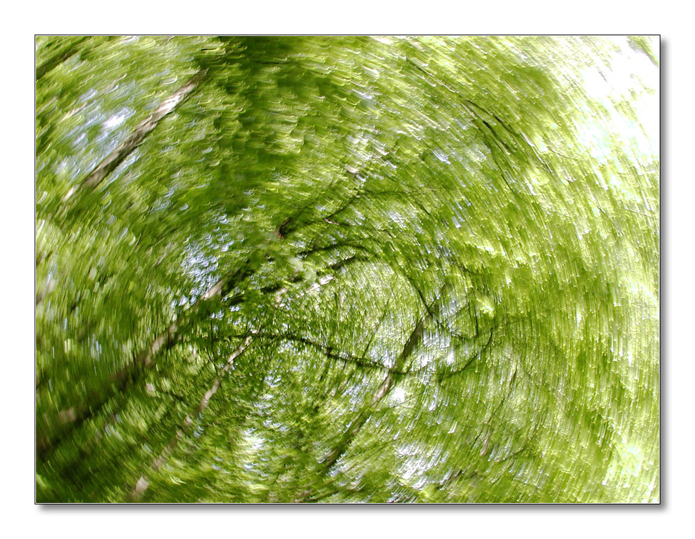 ww walddrehung