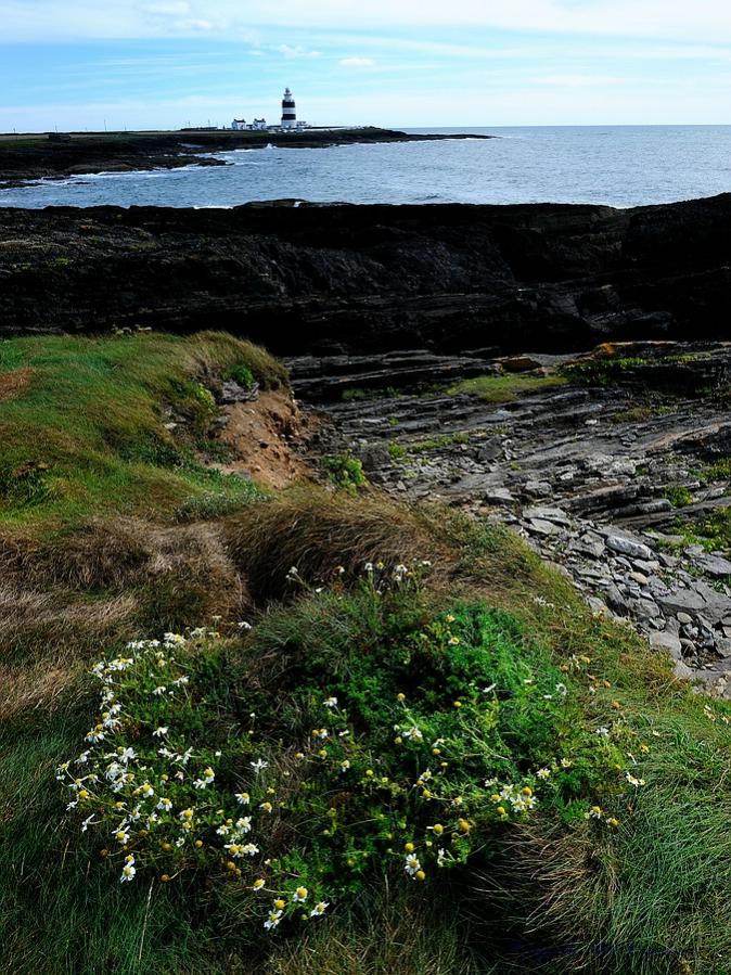 X 0032 Irland 2011 Hook Head with flowers