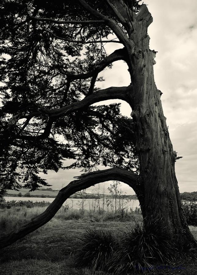 X 0062 Irland 2011 old tree